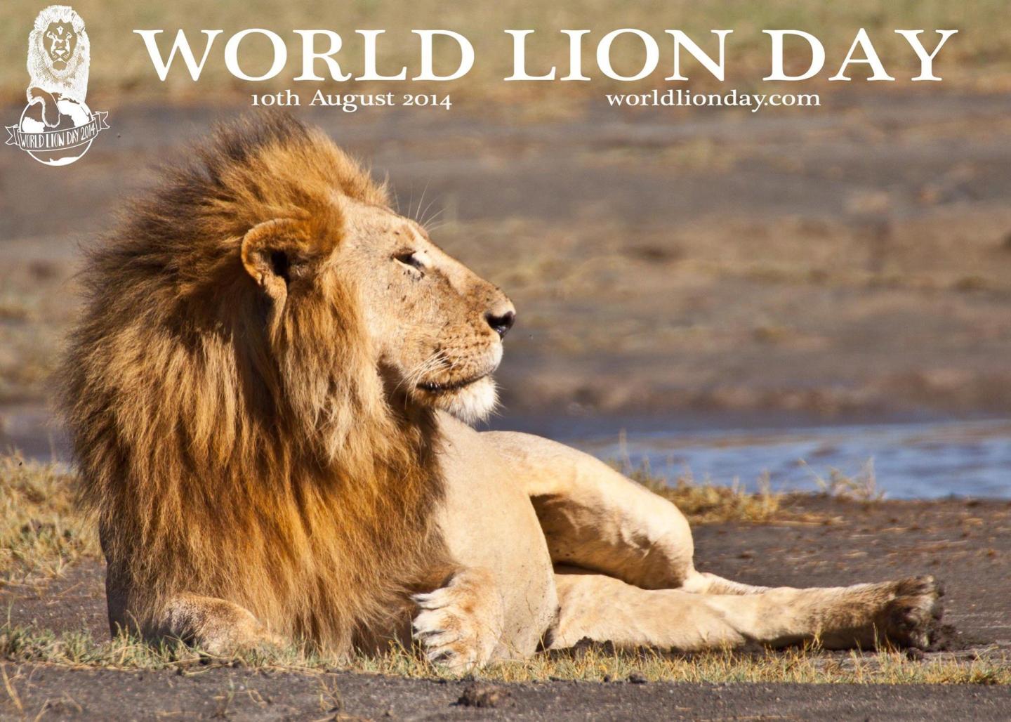 Дни льва в марте 2024. Всемирный день Льва (World Lion Day). Всемирный день Льва 10 августа. Всемирный день Льва 10 августа картинки. 10 Августа праздник Льва.